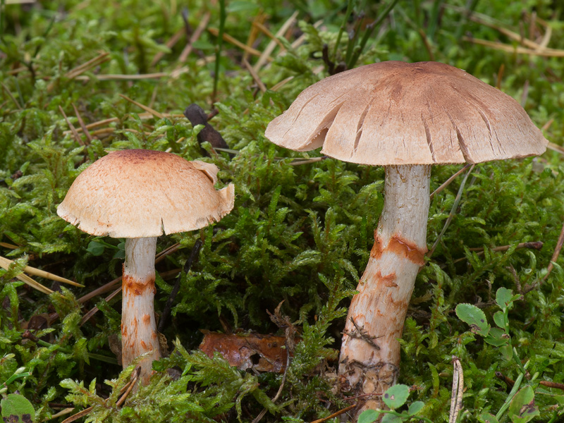 Cortinarius armillatus